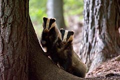 Dachs - Zum Vergroessern klicken!